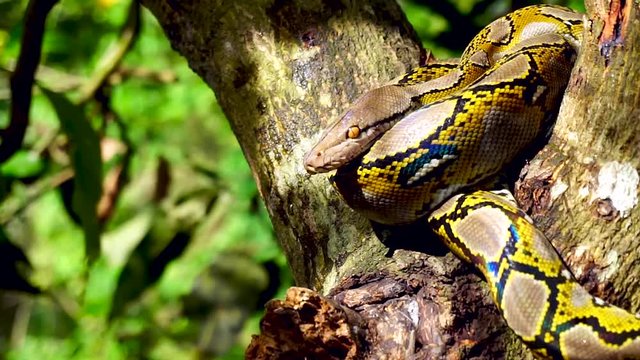 Beautiful close up of Phyton snake rest on the tree with zoom in motion.