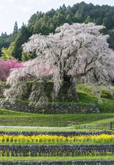 Matabei sakura , beloved giant draping cherry tree planted in Hongo area in Uda city, Nara Prefecture.