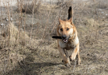 Obraz na płótnie Canvas Dog runs on nature in the spring