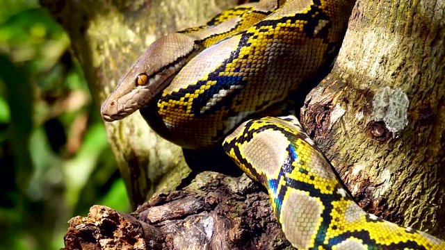 Beautiful close up of Phyton snake rest on the tree with zoom in motion.