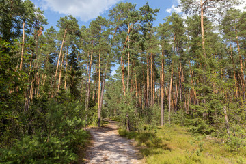 The trail in the forest