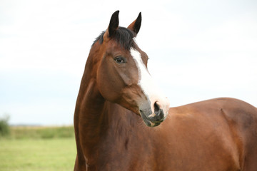 Amazing brown horse
