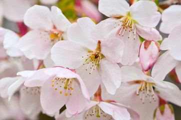Fototapeta na wymiar blossom flowers 