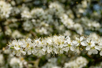 Spring time tree blossom