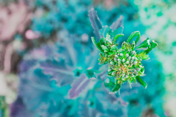 Cauliflower will soon blossom. Candid.
