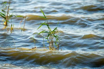 Reeds on the waves of the reservoir as a background