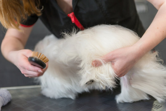 Professional care for the dog Maltese lap dog. Drying the dog in the grooming salon.