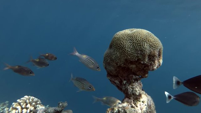 School of Large-eye Bream, Gnathodentex aureolineatus swims near coral reef in the blue water 
