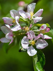 Fototapeta na wymiar Flowers on a branch of an apple tree in spring