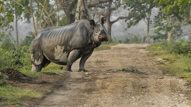 nosh&ouml;rning, horn, pansarnosh&ouml;rning, enh&ouml;rning, enhornad, hotad, tjuvjakt, safari, bad, gyttjebad, ekoturism, d&auml;ggdjur, djur, vilda djur, Indien, Assam, Asien, pansar, lera, vattendrag