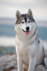 Portrait of a gray Siberian husky who sits on a rock against the backdrop of mountains and clouds and looks into the camera. Dog on a natural background