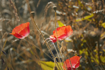 Beautiful red poppy flowers on a field in summer with a colorful background
