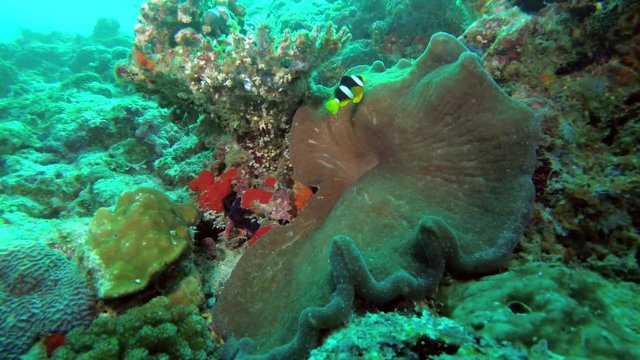 Clark's anemonefish - Amphiprion clarkii and Giant carpet anemone - Stichodactyla gigantea
