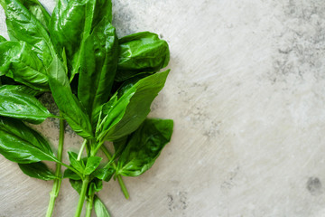 Top view of twigs of fresh green basil on metallic background with copy space