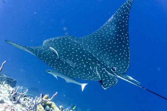 Fototapeta Manta, Riesenmanta, Fisch, Raubfisch, Cozumel, Yucatan, Mexiko, Tauchen, Unterwasser