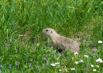 Süßes Ziesel auf frischer Blumenwiese