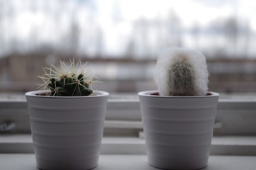 Cactus by the window