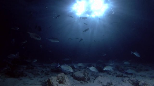 school of Giant trevally - Caranx ignobilis and Bluefin trevally - Caranx melampygus swims in the night, Indian Ocean, Maldives
