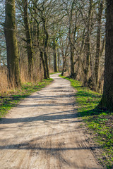 Fototapeta premium Meandering sandy path between tall trees