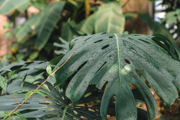 Fototapeta premium close up of green monstera leaves in tropical garden