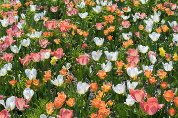 Bunte Tulpen auf sonniger Wiese