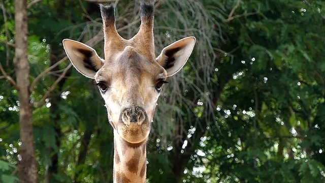 Cute giraffe in nature