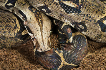 Boa constrictor imperator - nominal Colombia - colombian redtail boas, females
