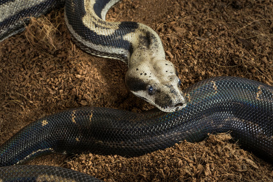 Close up of Boa constrictor imperator – mutational form Motley, Snow. Female