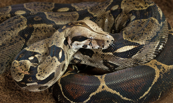 Close up of Boa constrictor imperator - nominal Colombia - colombian redtail boas, females