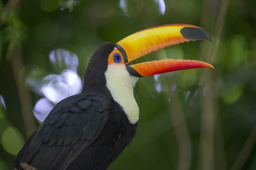 Toco Toucan in deep vegetation