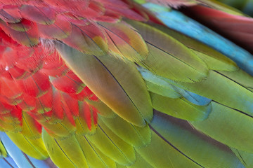 Fototapeta premium Colorful Macaw Plumage
