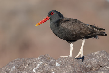 Blackish Ostreycatcher (Haematopus ater).