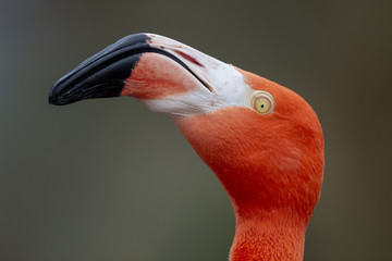 Naklejka premium Red Caribbean flamingo close-up head detail