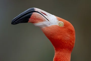 Fotobehang Flamingo Red Caribbean flamingo close-up head detail