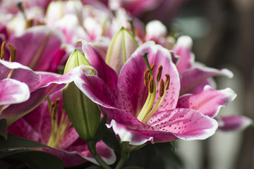 colorful lilies flowers in the spring close up