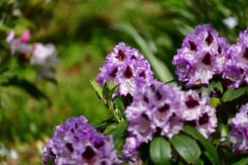 紫色の石楠花