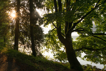 Fototapete bei efototapeten.de bestellen   