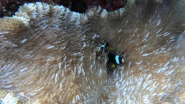Amphiprion clarkii (Clark's clownfish) with Stichodactyla mertensii (Merten's carpet anemone). Marine life, sea fish, coral reef in Maldives, Indian Ocean