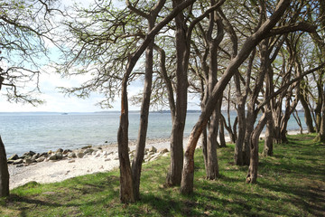 Strand mit Bäumen