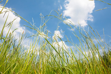 green grass on cloudy sky background