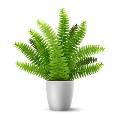 Vector realistic fern in a pot. Ornamental houseplant.