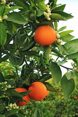 Orange tree