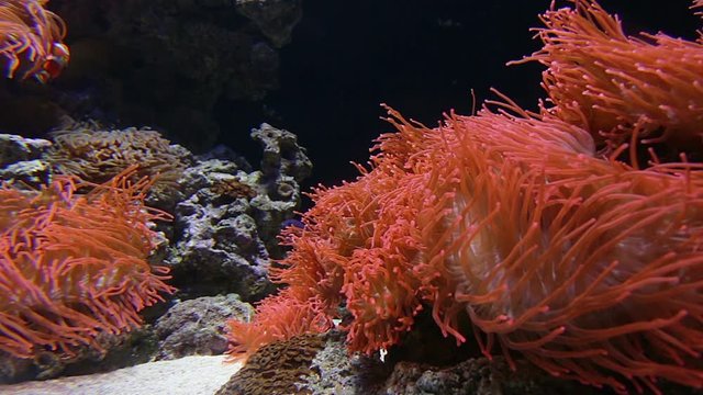A clown fish swims in an anemone bush.