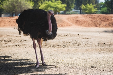 A portrait of the ostrich or common ostrich (Struthio camelus) that is either of two species of large flightless birds native to Africa. Shot in safari