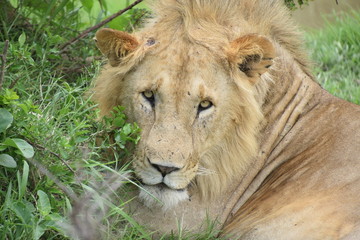 León en el Masai Mara Kenya