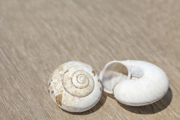 乾燥したカタツムリの殻