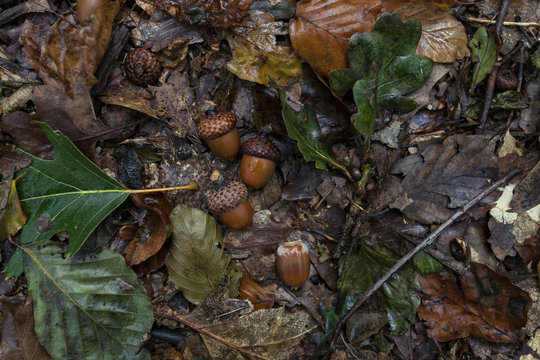 Acorns and leaves in forest