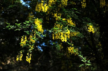 yellow wisteria in bloom
