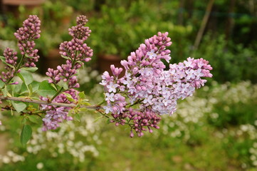 Fototapeta na wymiar beautiful plant of lilac in bloom