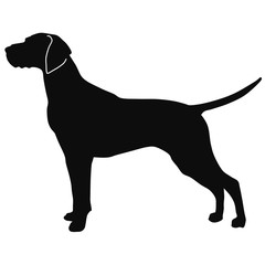 black and white drawing of a hunting dog. The silhouette of the pointer